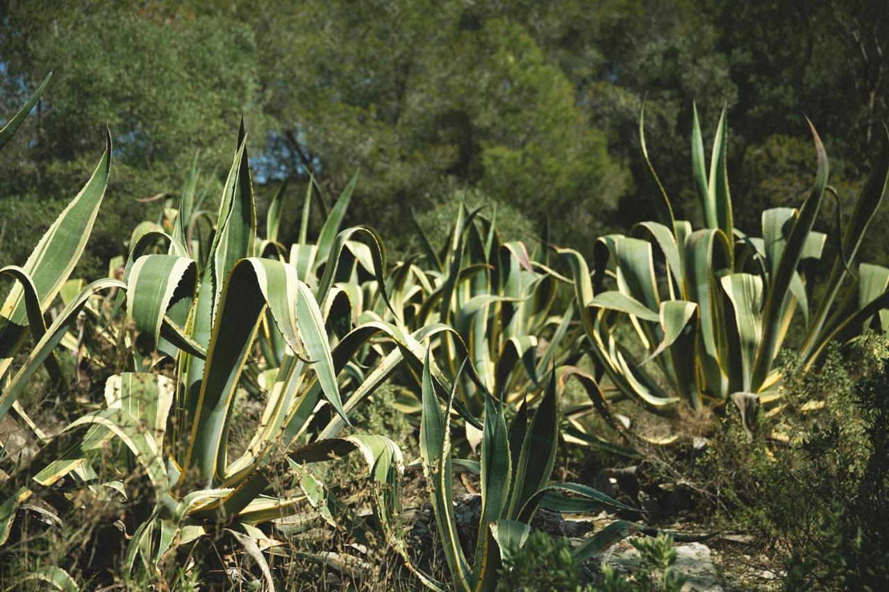 Masia Bartomeu Rural House Between Vineyards 2Km From The Beach El Vendrell Exterior photo